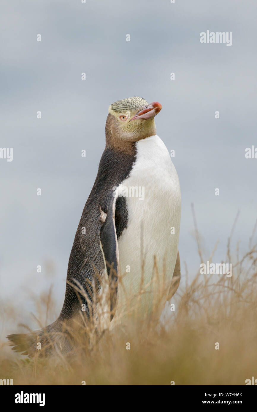 Yellow-eyed penguin (Megadyptes antipodes) standing in grass with the ocean in the background. Portrait. Otago Peninsula, Otago, South Island, New Zealand. January. Endangered Species. Stock Photo