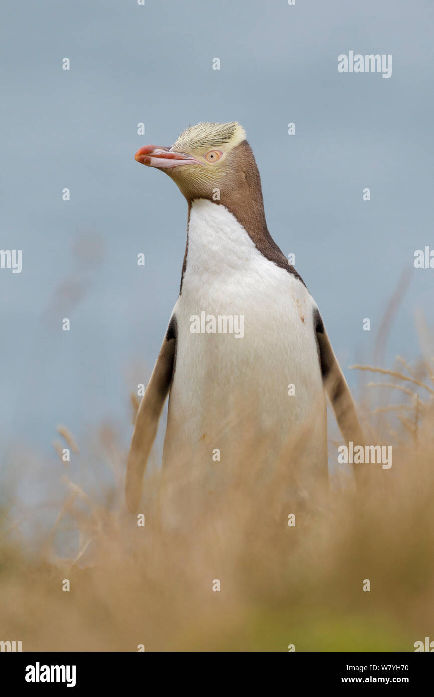 Yellow-eyed penguin (Megadyptes antipodes) standing in grass with the ocean in the background. Otago Peninsula, Otago, South Island, New Zealand. January. Endangered Species. Stock Photo