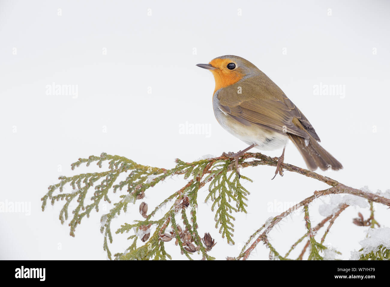 European robin (Erithacus rubecula) perched on snowy branch, Southern Norway. January. Stock Photo
