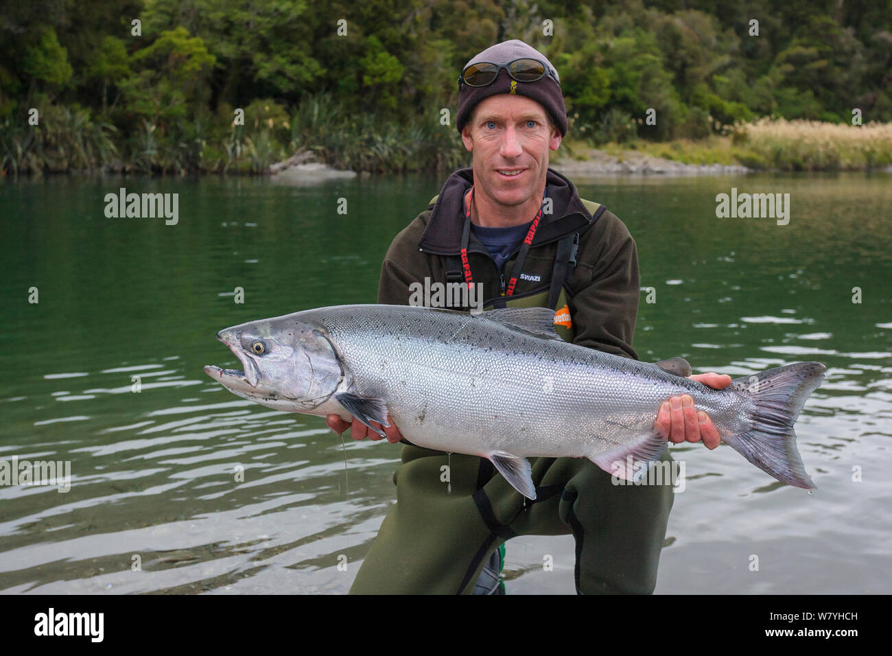 Fisherman holding large Chinook / King salmon (Oncorhynchus tshawytscha) West Coast, New Zealand. February 2008. Model Released. Stock Photo