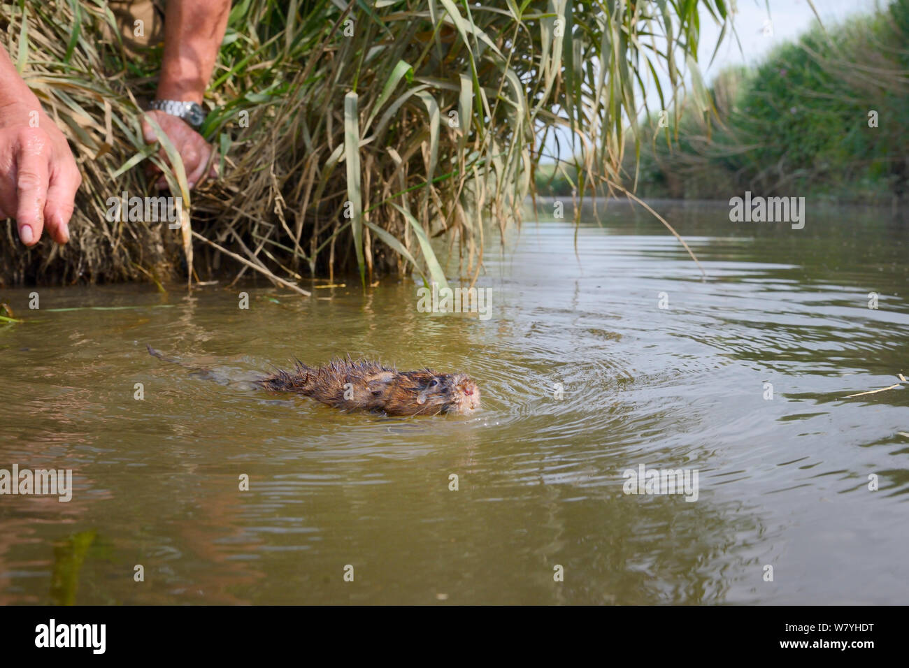 Low wide angle view of a captive reared Water vole (Arvicola amphibius) swimming across a river after being hand released during a reintroduction, near Bude, Cornwall, UK, June. Model released. Stock Photo