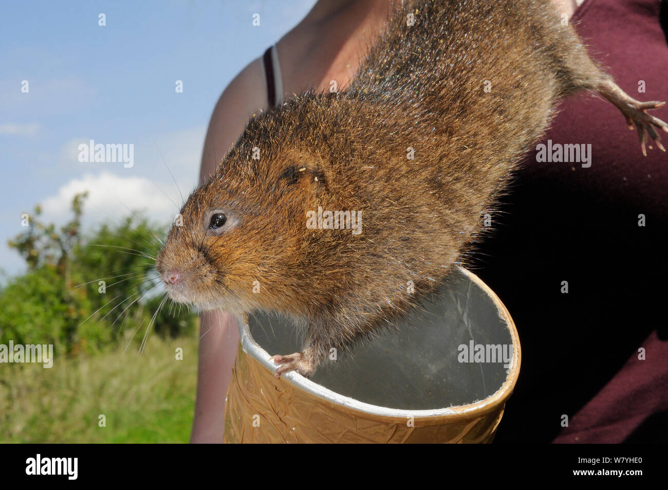 Close up of a captive reared Water vole (Arvicola amphibius) being checked before release, Bude marshes, Cornwall, UK, June.  Model released. Stock Photo