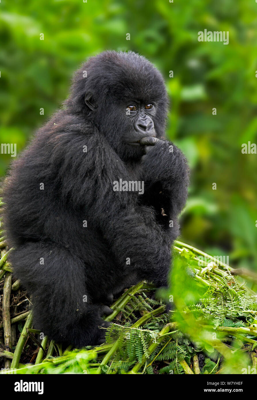 Mountain gorilla (Gorilla beringei beringei) juvenile.Virunga Mountains, Rwanda Stock Photo