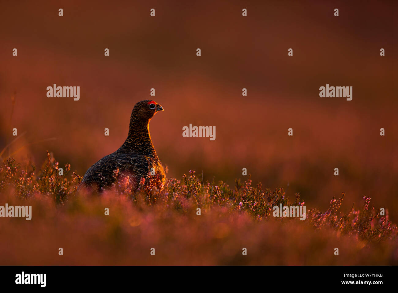 Red grouse (Lagopus lagopus scotica) on heather in sunset light, UK. Stock Photo
