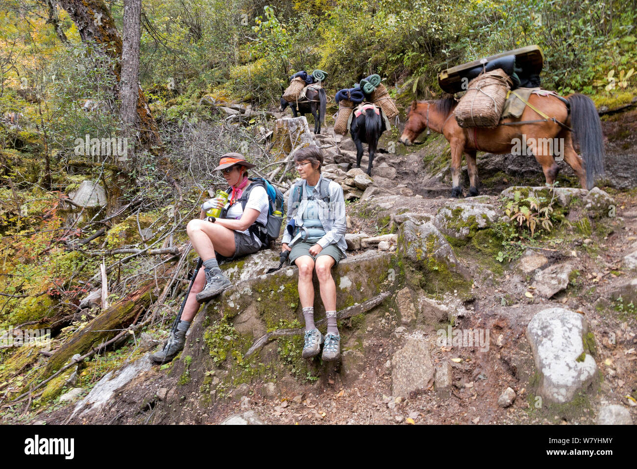 Hikers taking a break as a pack train passes them on day two of the Jhomolhari Trek. Bhutan, October 2014. Model released. Stock Photo
