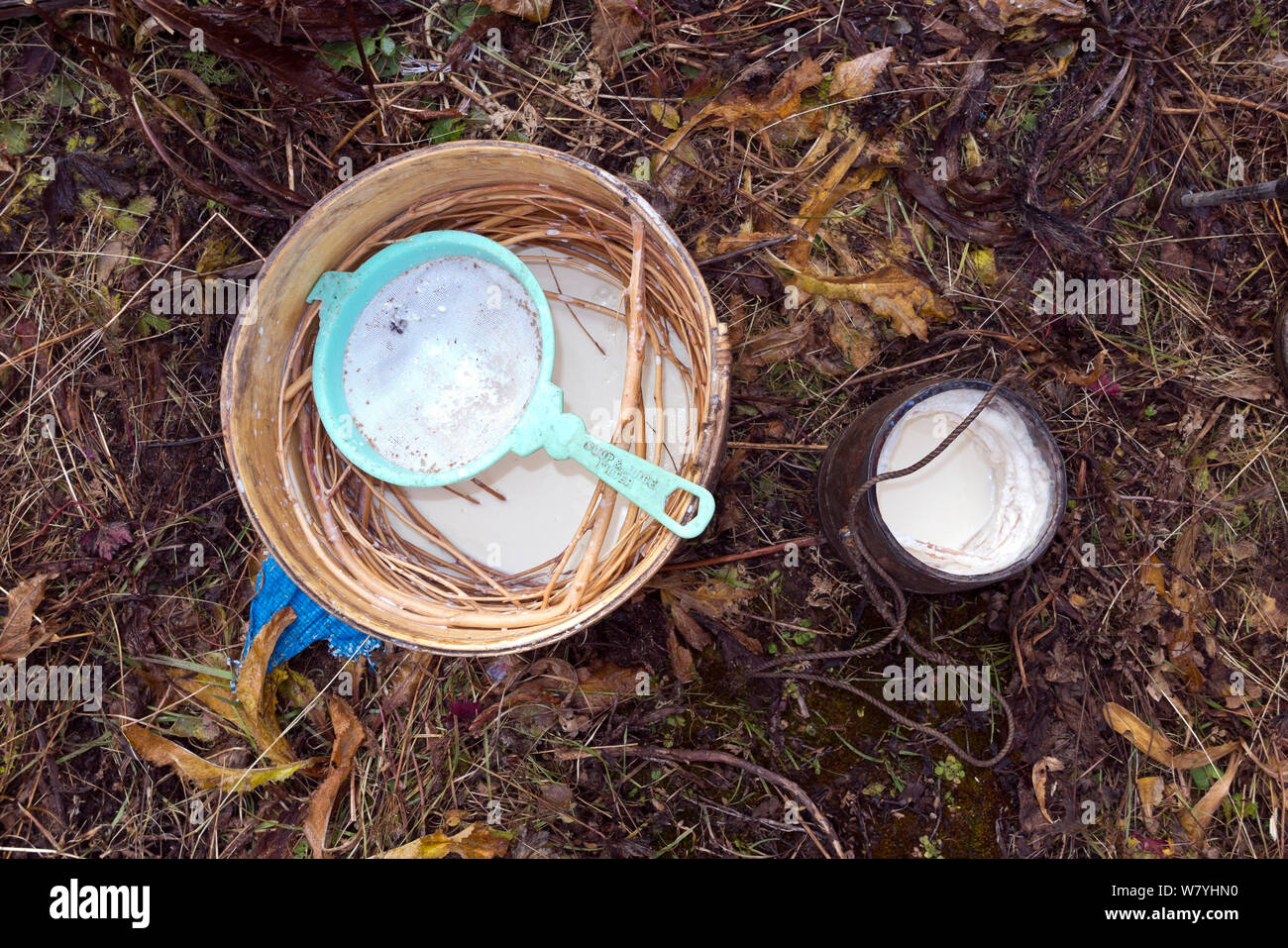 Making yak cheese by placing tree branches and yak milk in a bucket. Yak herders camp near the Soi Yaksa Valley, along the Jhomolhari trek. Bhutan, October 2014. Stock Photo