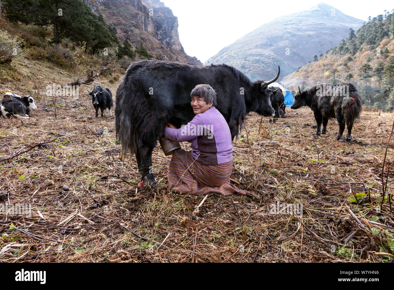 Woman milking a yak at a herders camp, near Soi Yaksa Valley along the Jhomolhari Trek. Bhutan, October 2014. Stock Photo
