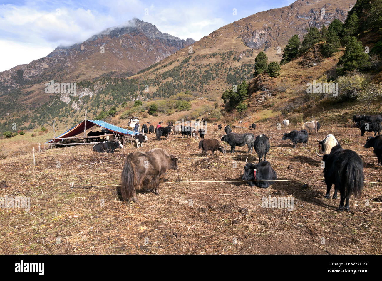Yak herders camp near Soi Yaksa Valley, along the Jhomolhari Trek. Bhutan, October 2014. Stock Photo