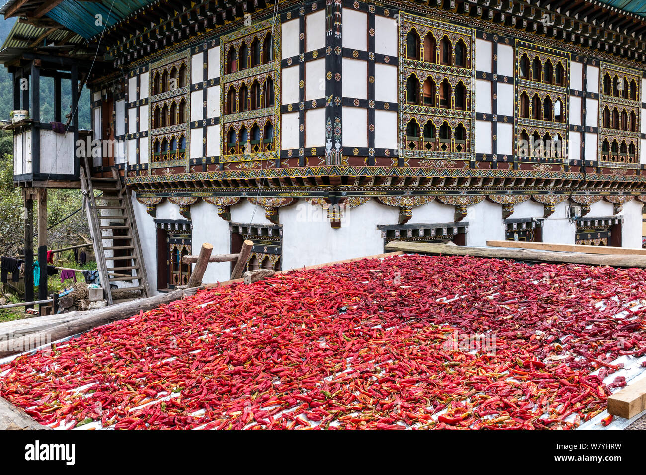 Chillies drying on a roof with typical farm house behind, Paro River Valley. Bhutan, October 2014. Stock Photo
