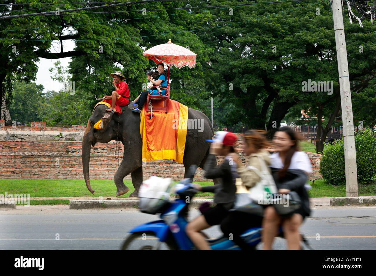 Tourists on Indian elephant (Elephas maximus) ride, historical town of Ayutthaya, Thailand, September 2014. Stock Photo