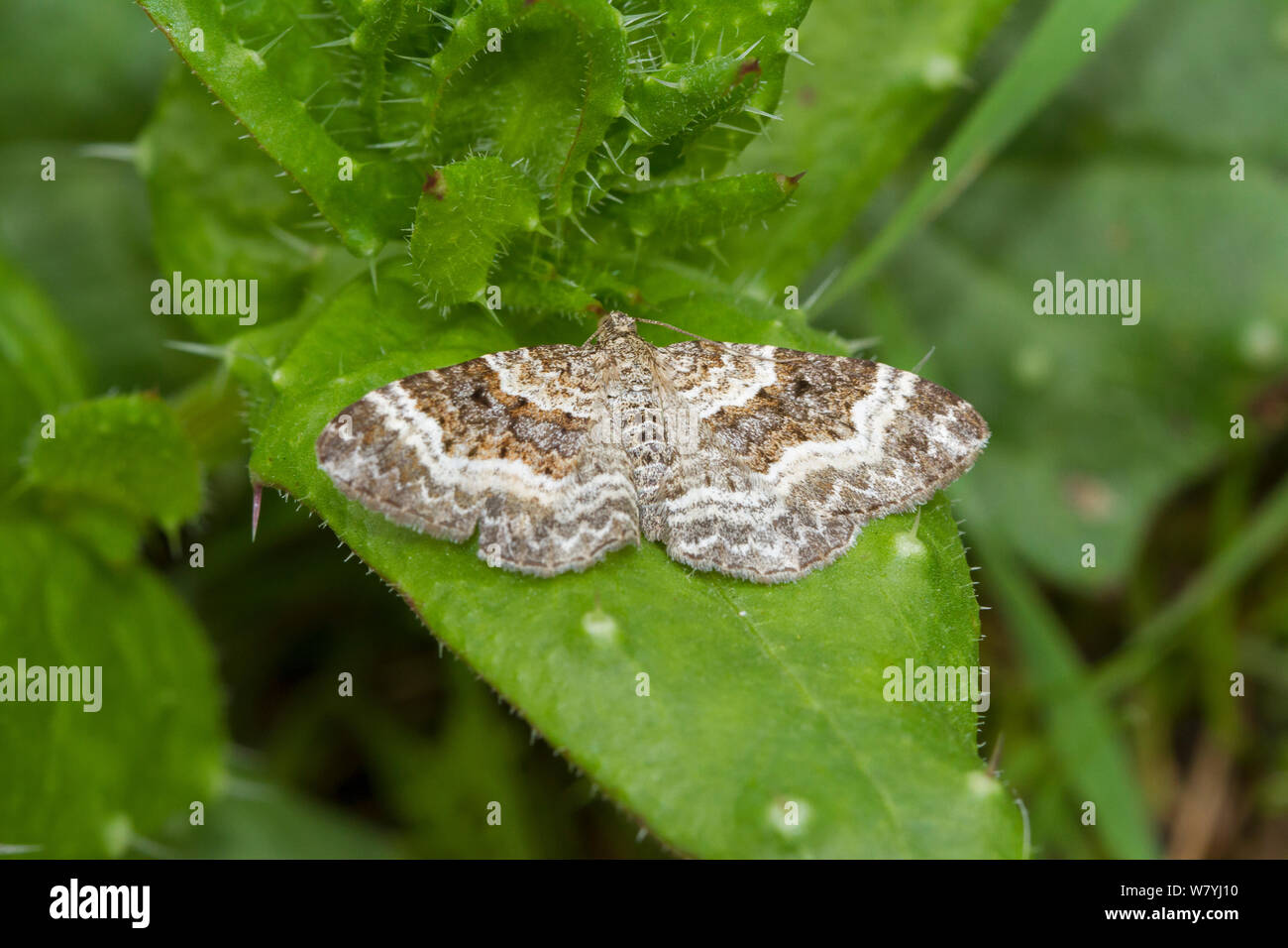 Common carpet moth (Epirrhoe alternata) on leaf during the day