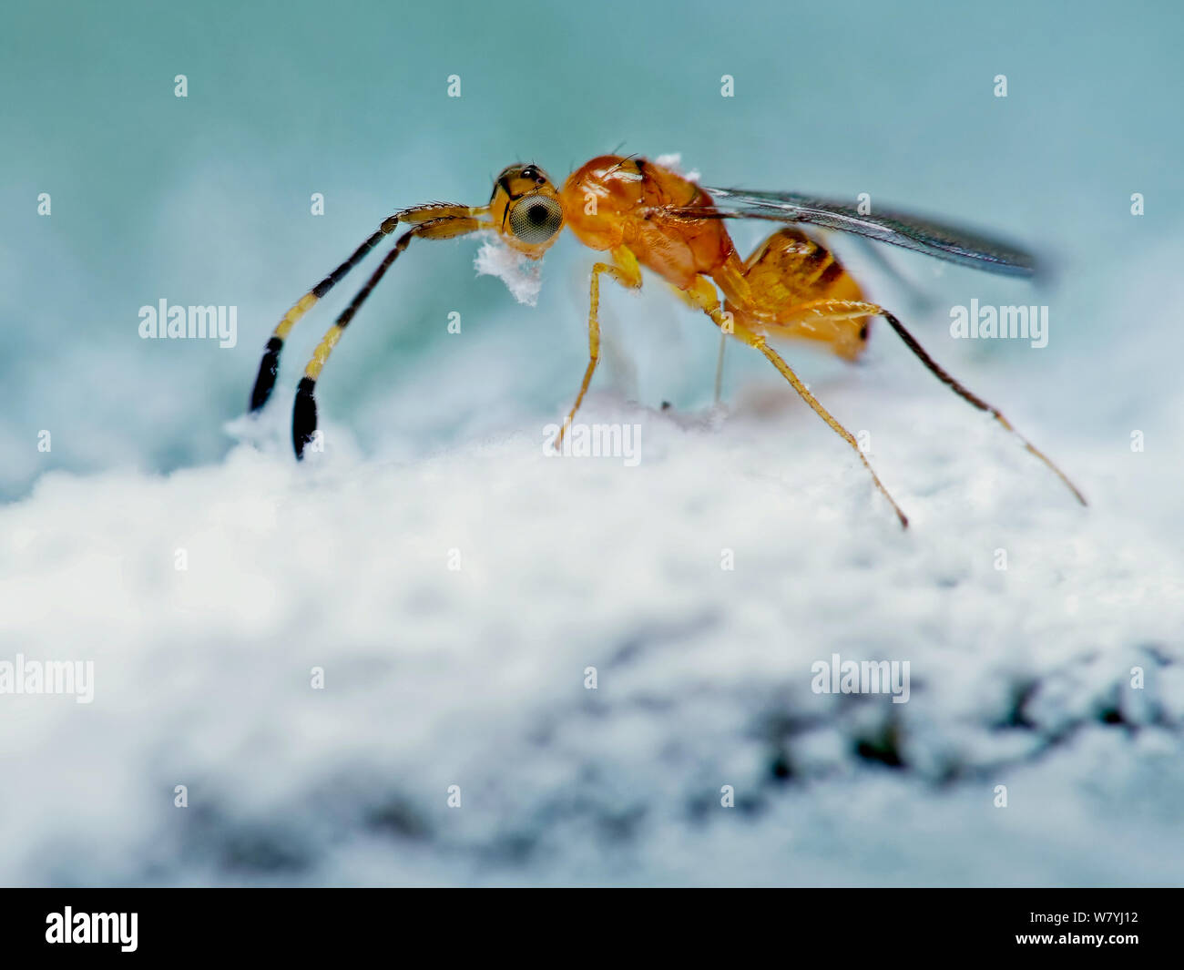 Parasitic wasp laying eggs in another insect ootheca Stock Photo