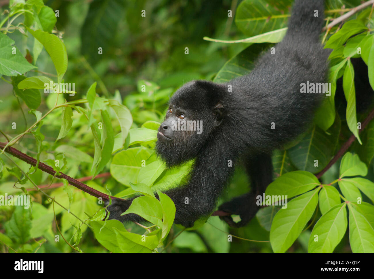 Guatemalan Black Howler Monkey (Alouatta pigra) Community Baboon Sanctuary, Belize, Central America. Endangered species. Stock Photo