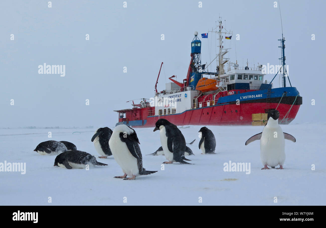 Adelie penguins (Pygoscelis adeliae) in front of French Icebreaker L&#39;Astrolabe, on edge of the fast ice off Dumont D&#39;Urville station, Antarctica. December 2014. Stock Photo
