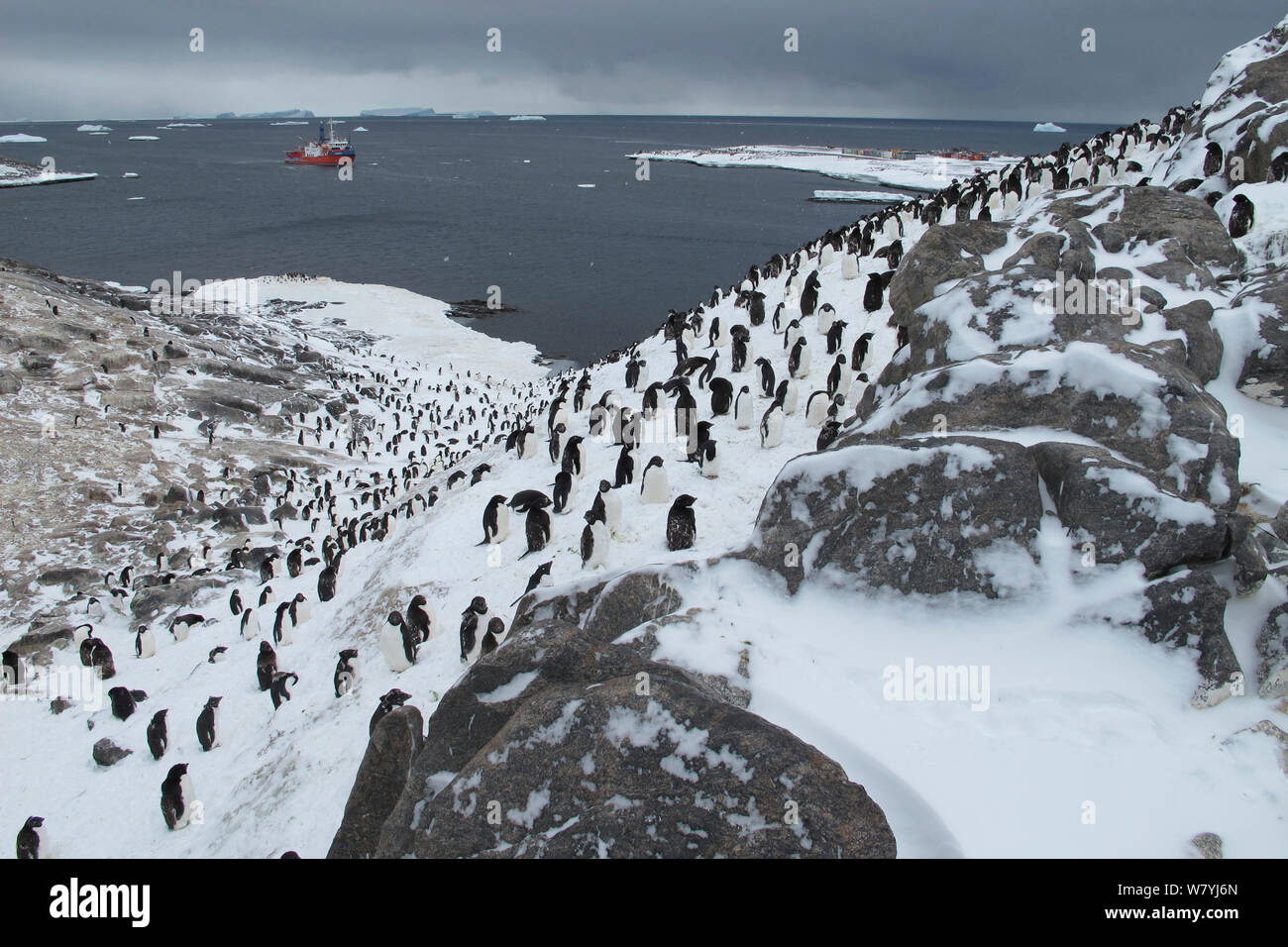 Colony of Adelie penguins (Pygoscelis adeliae) with French Icebreaker L&#39;Astrolabe in the background, at Dumont D&#39;Urville station, Antarctica Stock Photo