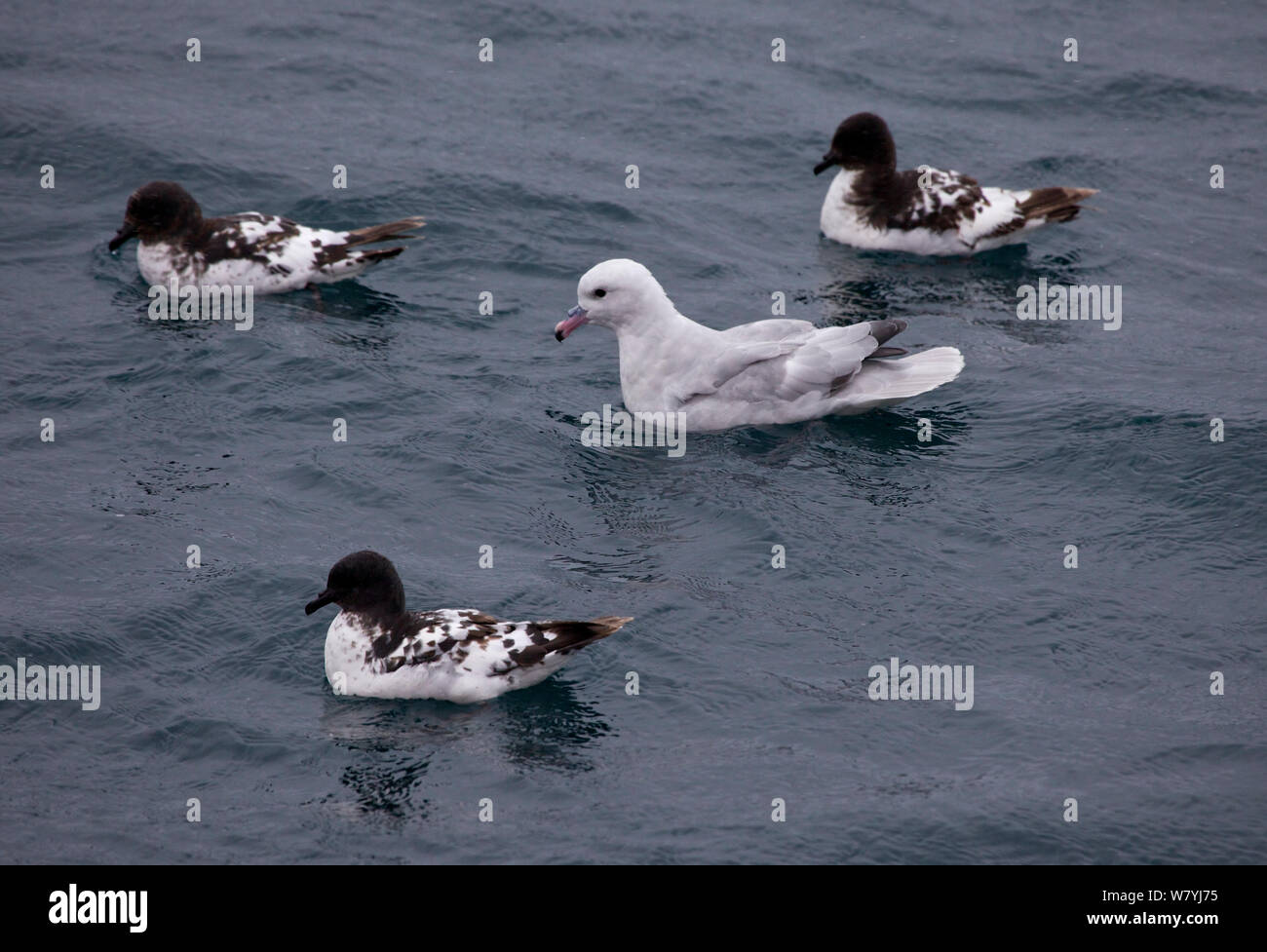Southern fulmar (Fulmarus glacialoides) swimming with three Cape petrels (Daption capense) Antarctica. Stock Photo