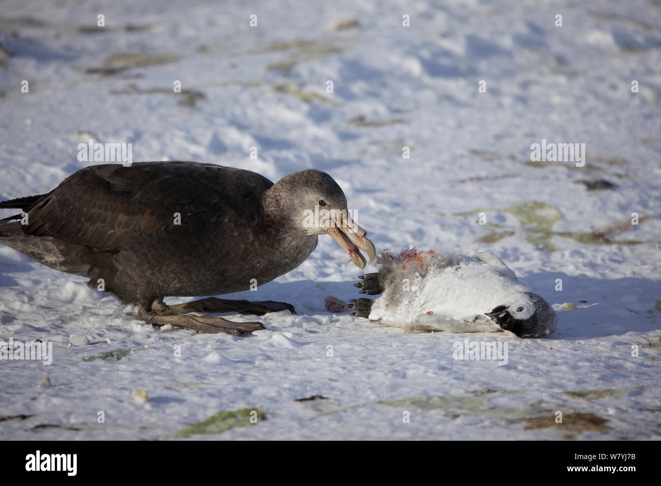 Southern giant petrel (Macronectes giganteus) predation of Emperor