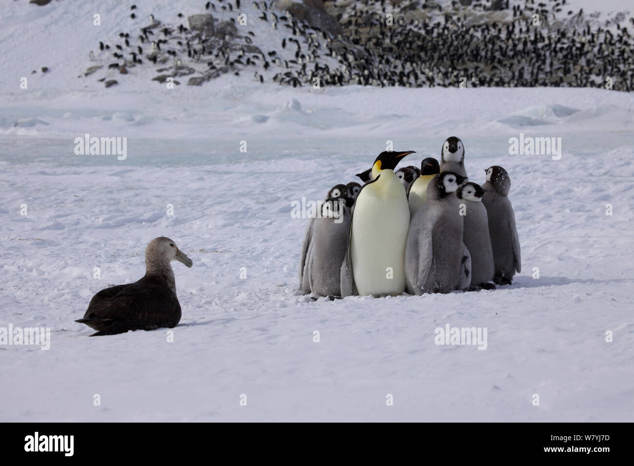 Emperor penguin (Aptenodytes forsteri) adults huddling together to protect chicks from Southern giant petrel (Macronectes giganteus) Antarctica. Stock Photo