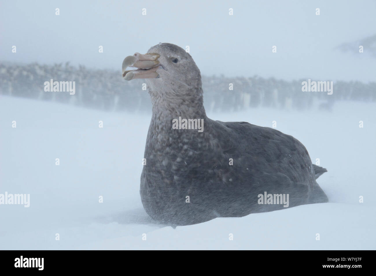 Southern giant petrel (Macronectes giganteus) sitting in snow in front of penguin colony, Antarctica. Stock Photo