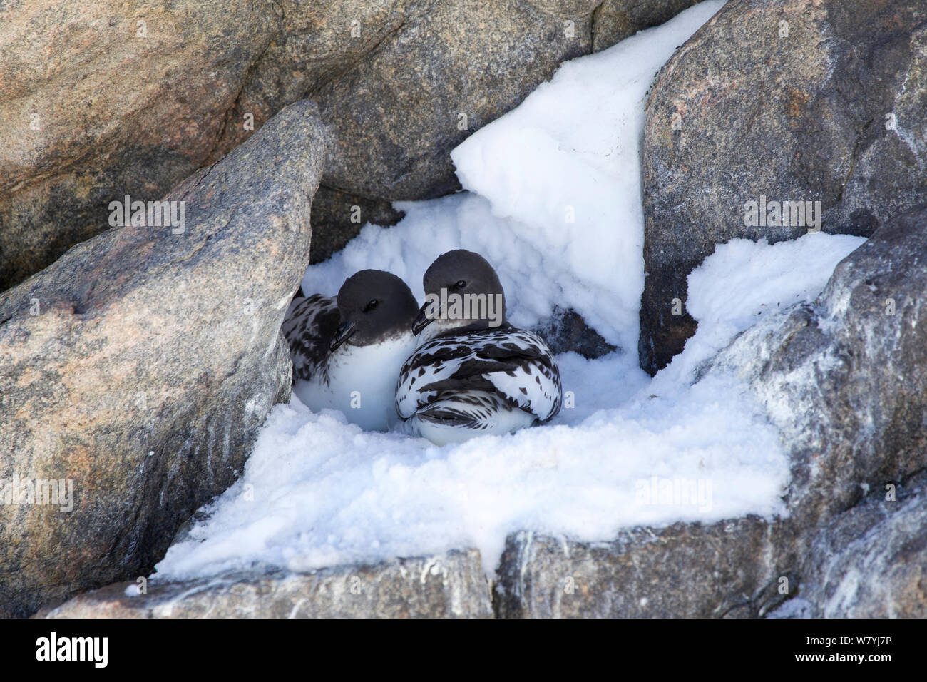 Cape Petrel (Daption capense) on nest, Antarctica. Stock Photo