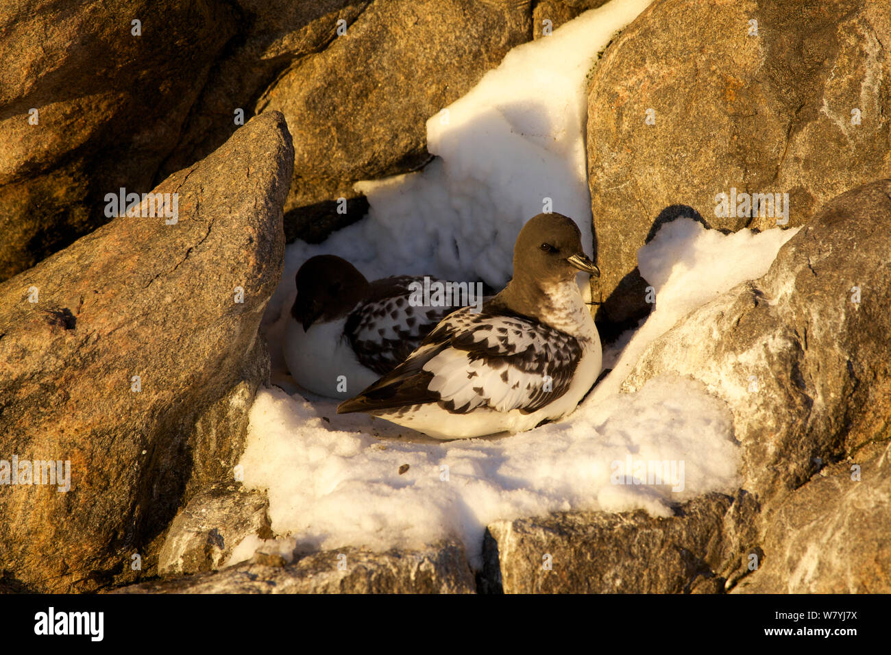 Cape Petrel (Daption capense) on nest, Antarctica. Stock Photo