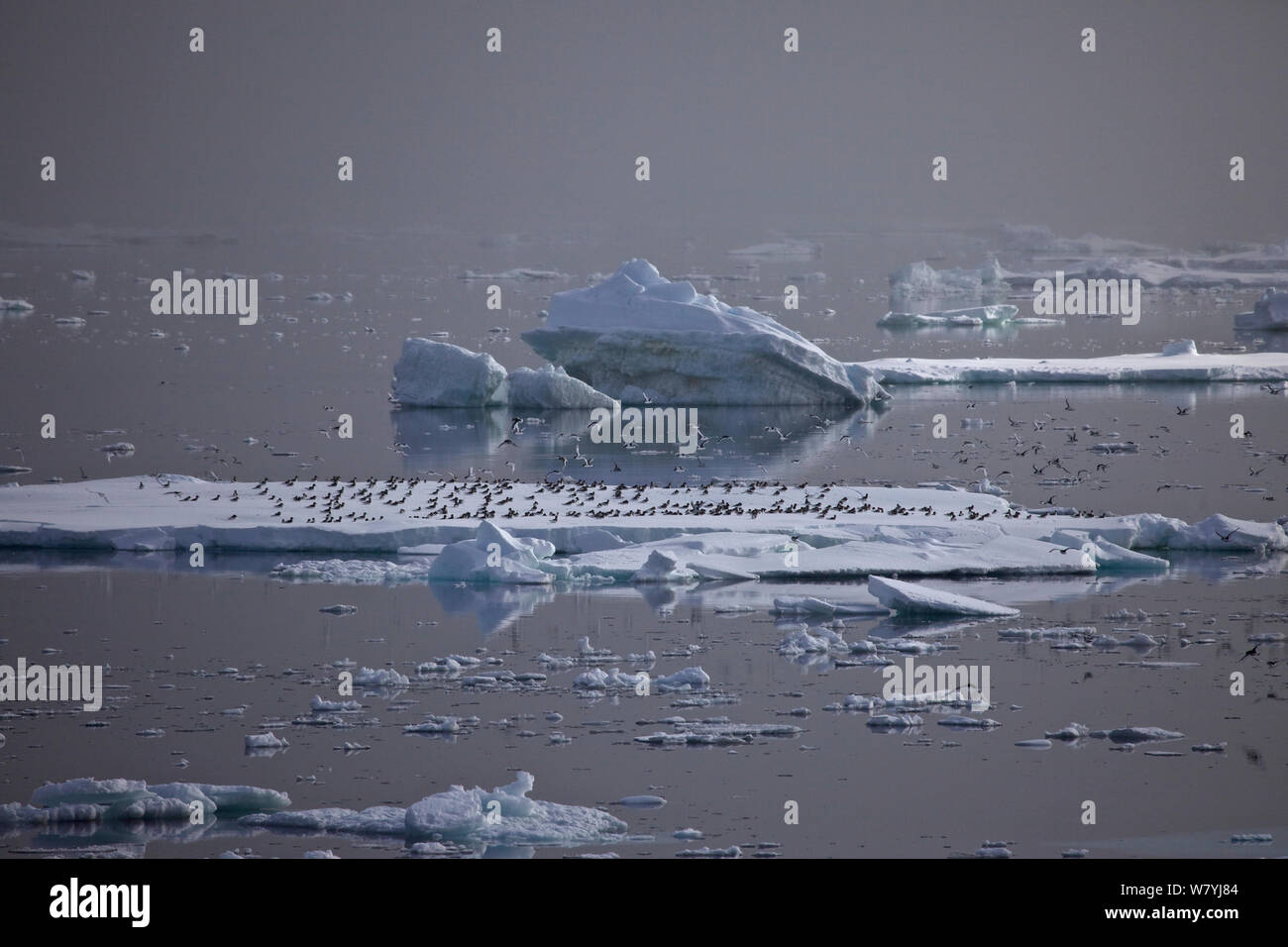 Antarctic Petrel flock (Thalassoica antarctica) landing on iceberg, Antarctica Stock Photo