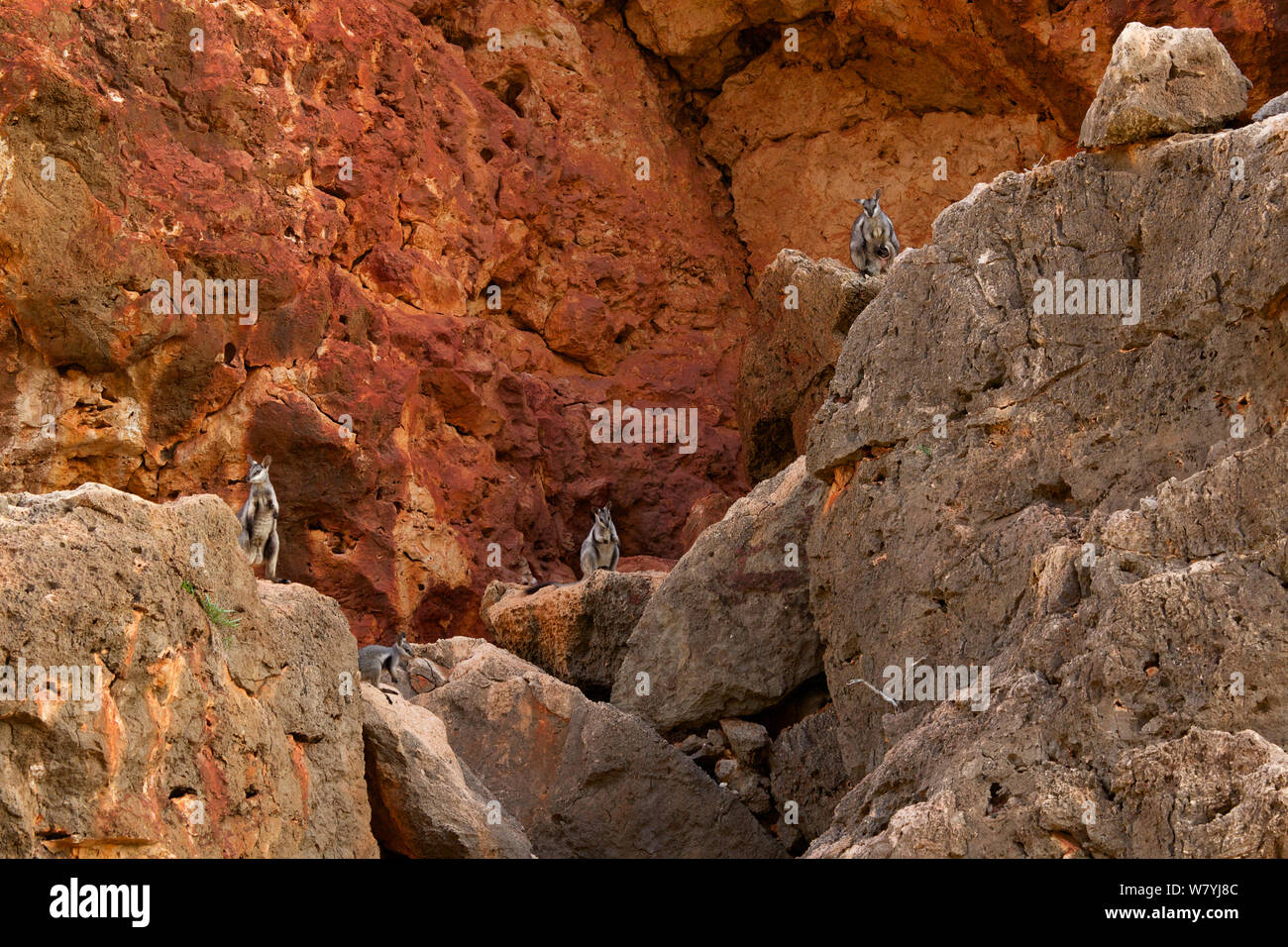 Black-footed rock wallaby (Petrogale lateralis) group, Cape range National Park, Exmouth, Western Australia Stock Photo