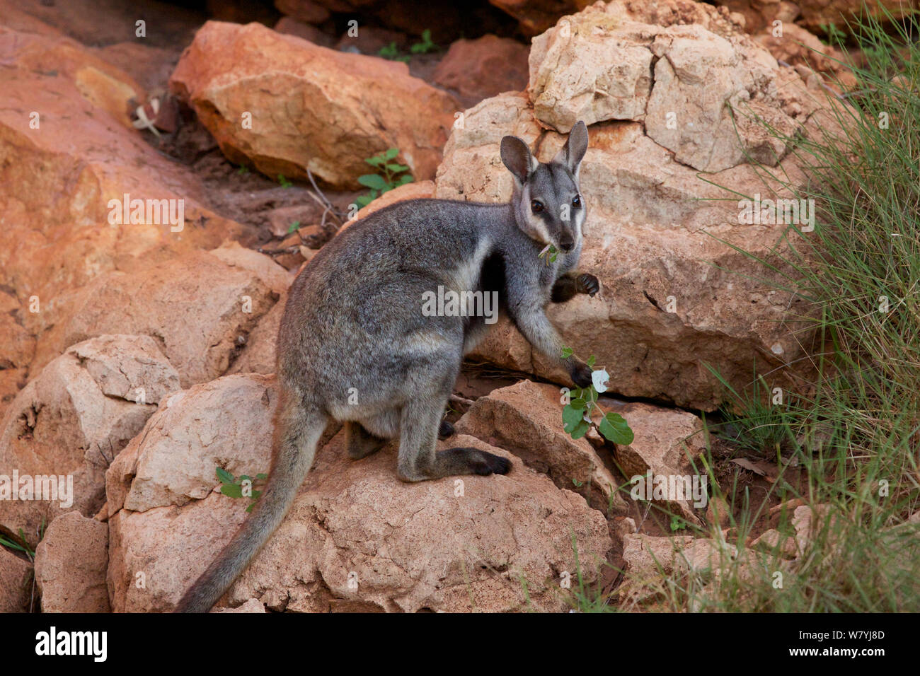 Black-footed rock wallaby (Petrogale lateralis) feeding on leaves, Cape range National Park, Exmouth, Western Australia Stock Photo