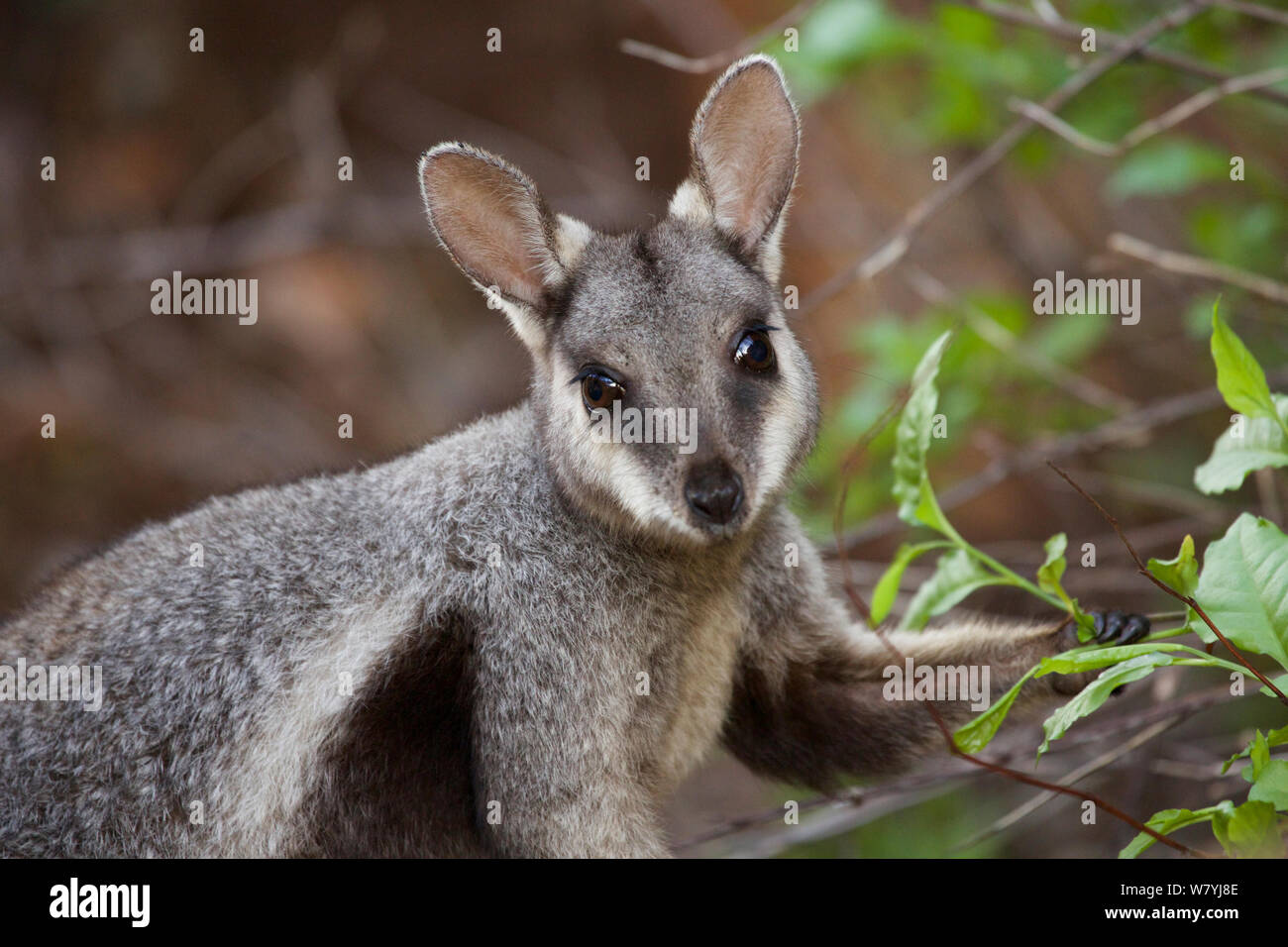 Black-footed rock wallaby (Petrogale lateralis) feeding on leaves, Cape range National Park, Exmouth, Western Australia Stock Photo