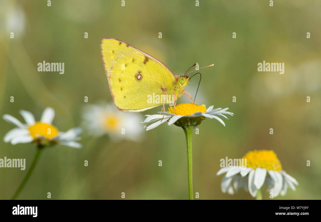 Clouded pale yellow butterfly (Colias hyale) feeding, Laitila, Lounais-Finland / South-Western Finland, Finland, July. Stock Photo
