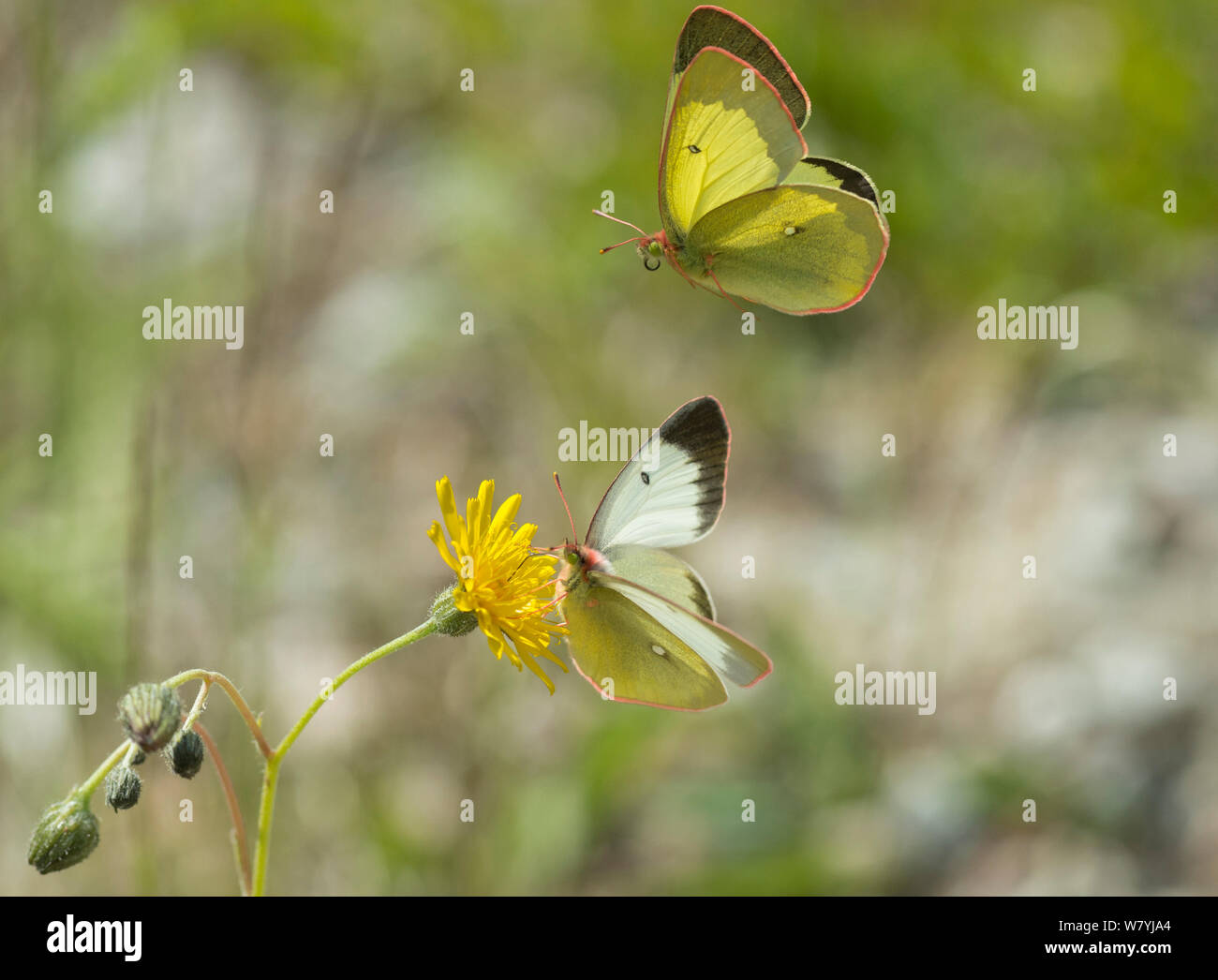 Moorland clouded yellow butterfly (Colias palaeno) one feeding on flower and one in flight, Lieksa, Pohjois-Karjala / North Karelia, Finland, June. Stock Photo