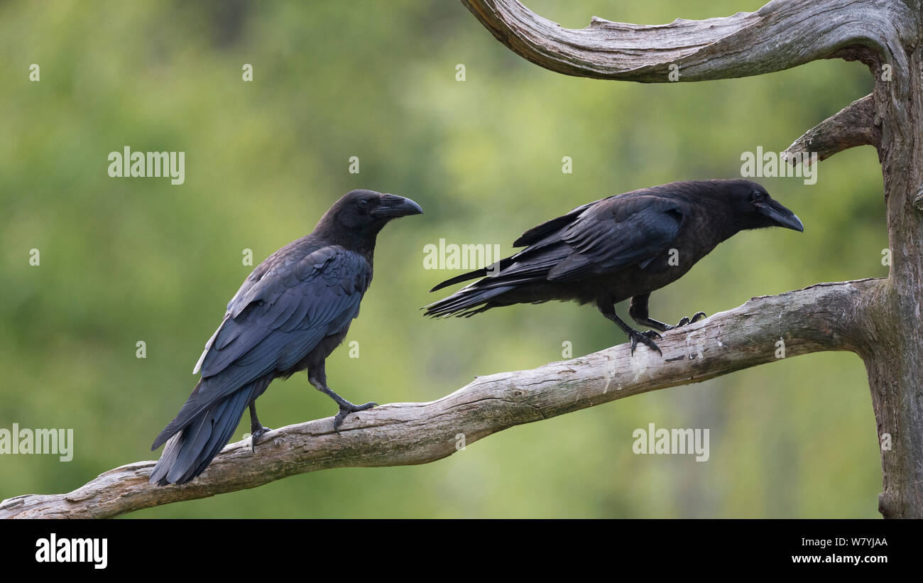 Ravens (Corvus corax) perched on branch, Lieksa, Pohjois-Karjala / North Karelia, Finland, June. Stock Photo