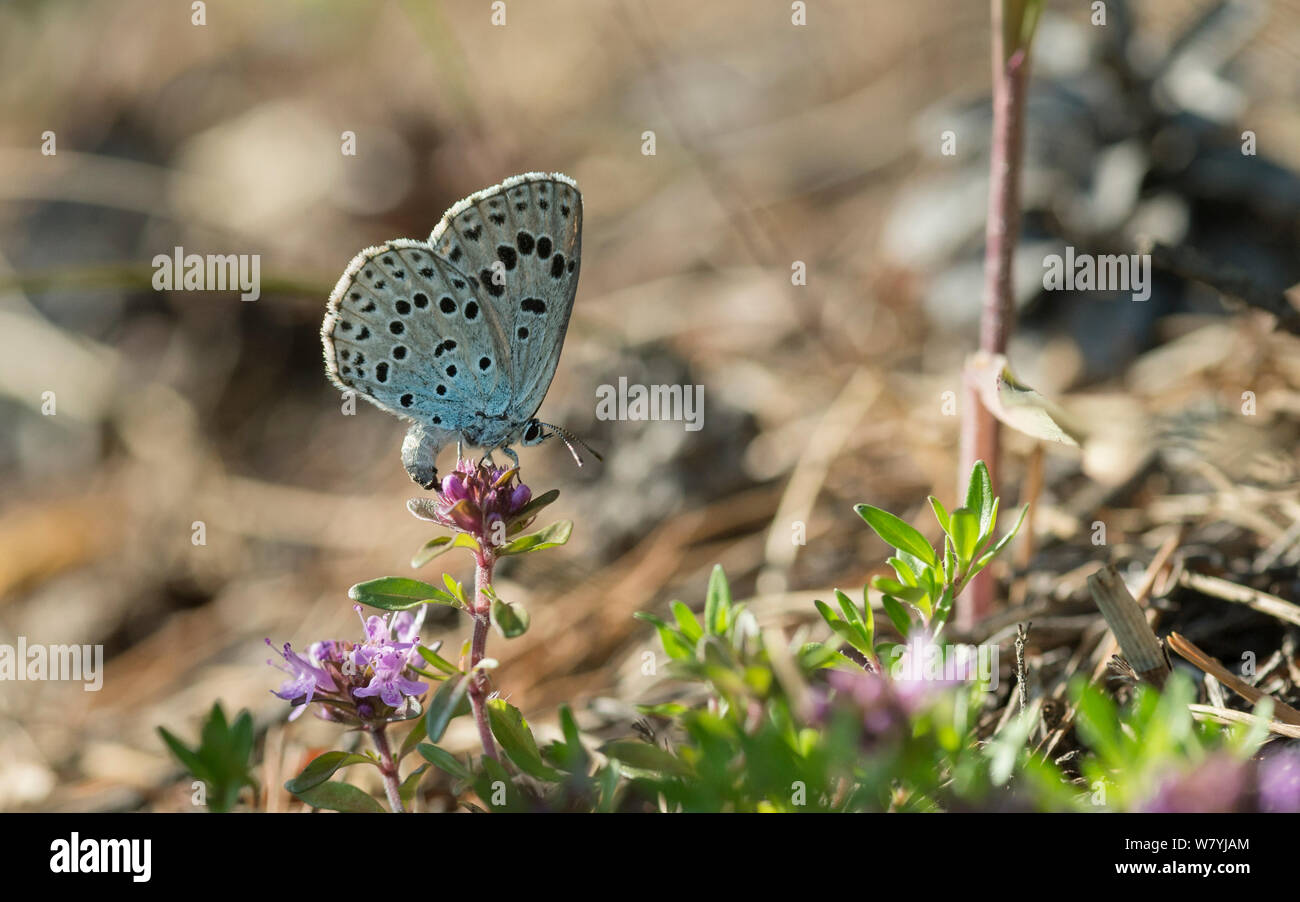 Blue butterfly (Glaucopsyche) laying eggs, Liperi, Finland, July. Stock Photo