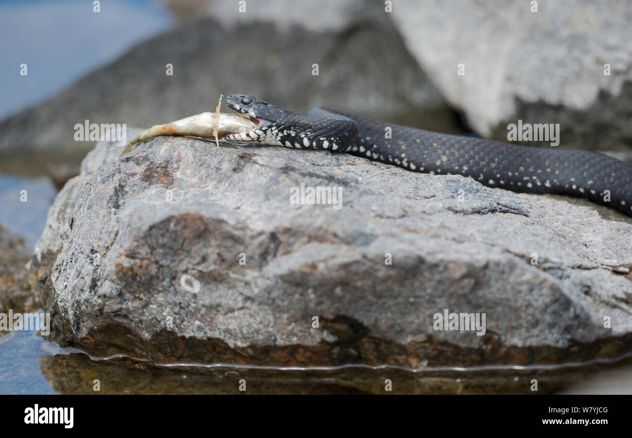 Grass snake (Natrix natrix) feeding on fish, Uto, Lounais-Finland / South-Western Finland, Finland, May. Stock Photo