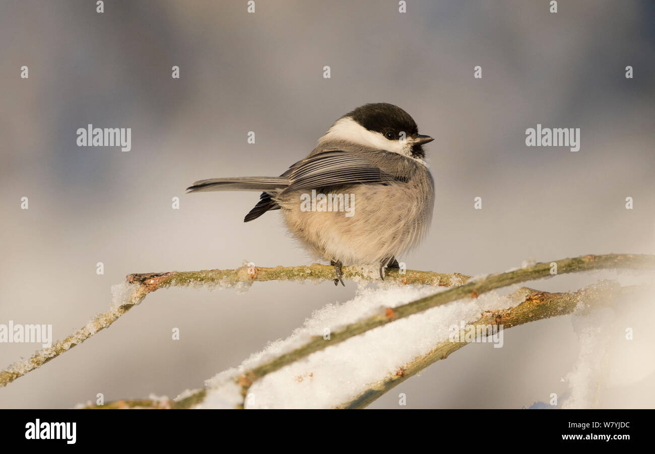 Willow tit (Parus montanus) in winter, Multia, Keski-Finland, January. / Central Finland, Finland, January. Stock Photo