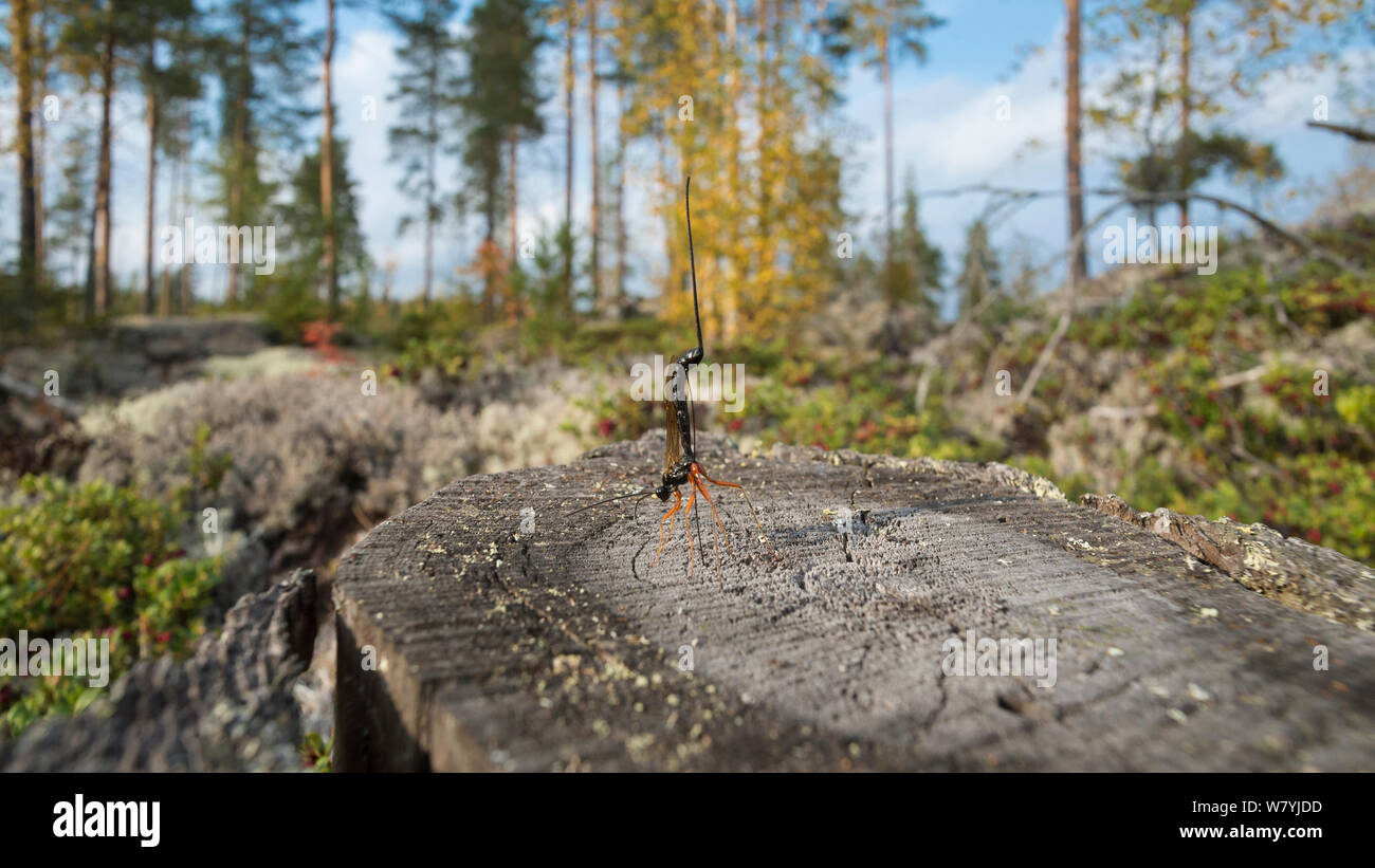Parasitoid wasp (Ichneumonidae) with very long ovipositor raised in the air, Virrat, Pirkanmaa, Finland, September. Stock Photo