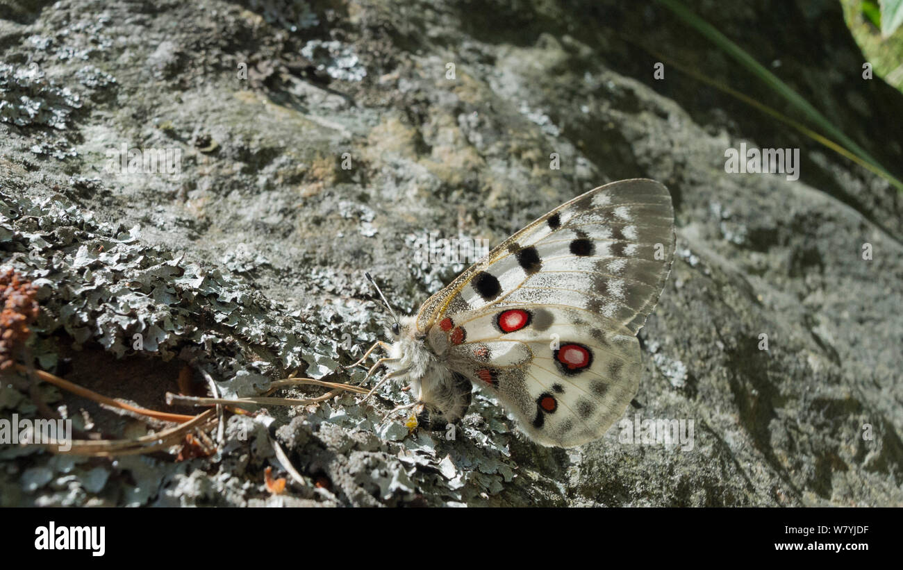 Apollo butterfly (Parnassius apollo) on lichen, Foglo, Ahvenanmaa / Aland Islands, Finland, July. Stock Photo