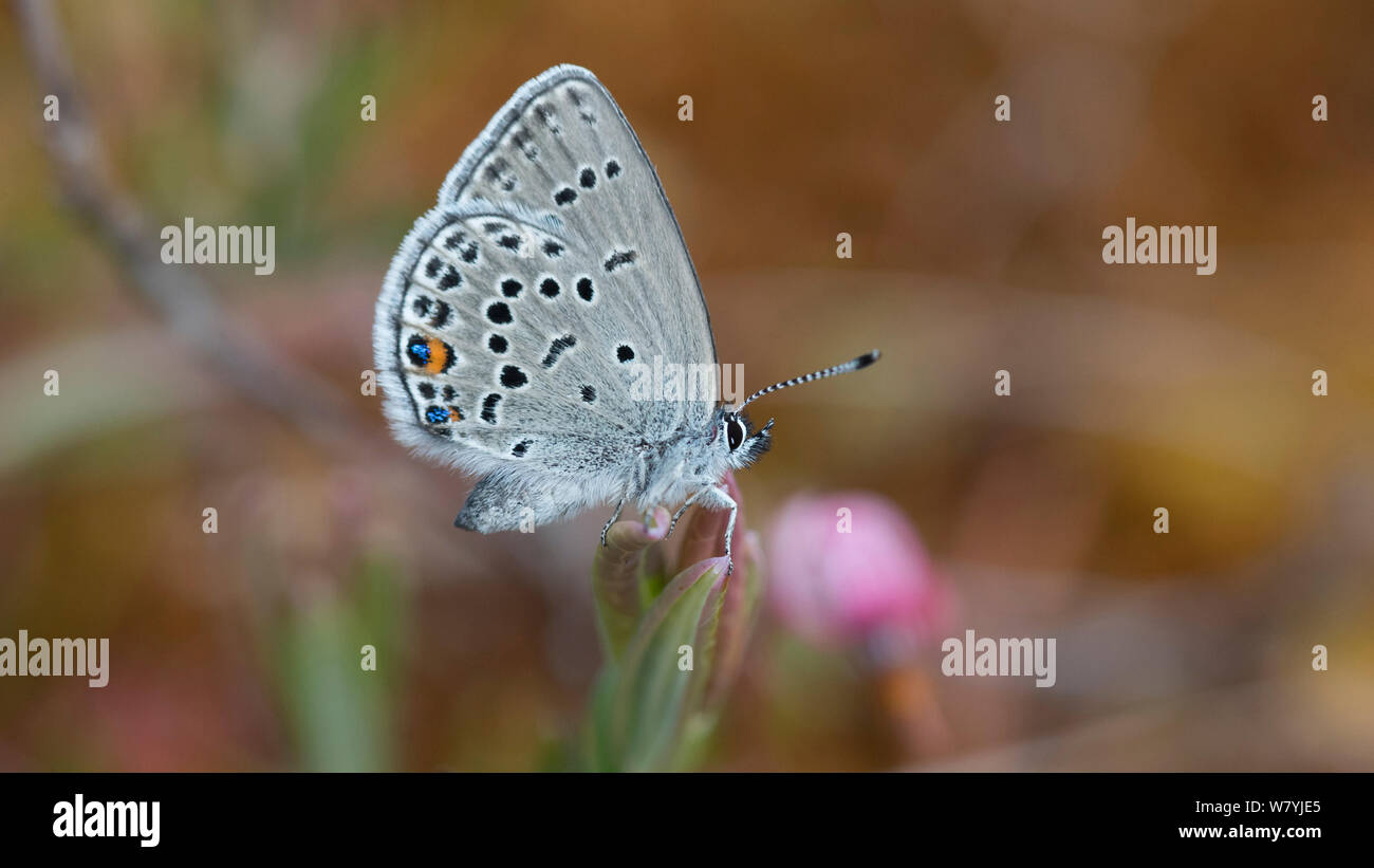 Cranberry blue butterfly (Plebejus optilete) Lieksa, Pohjois-Karjala / North Karelia, Finland Stock Photo