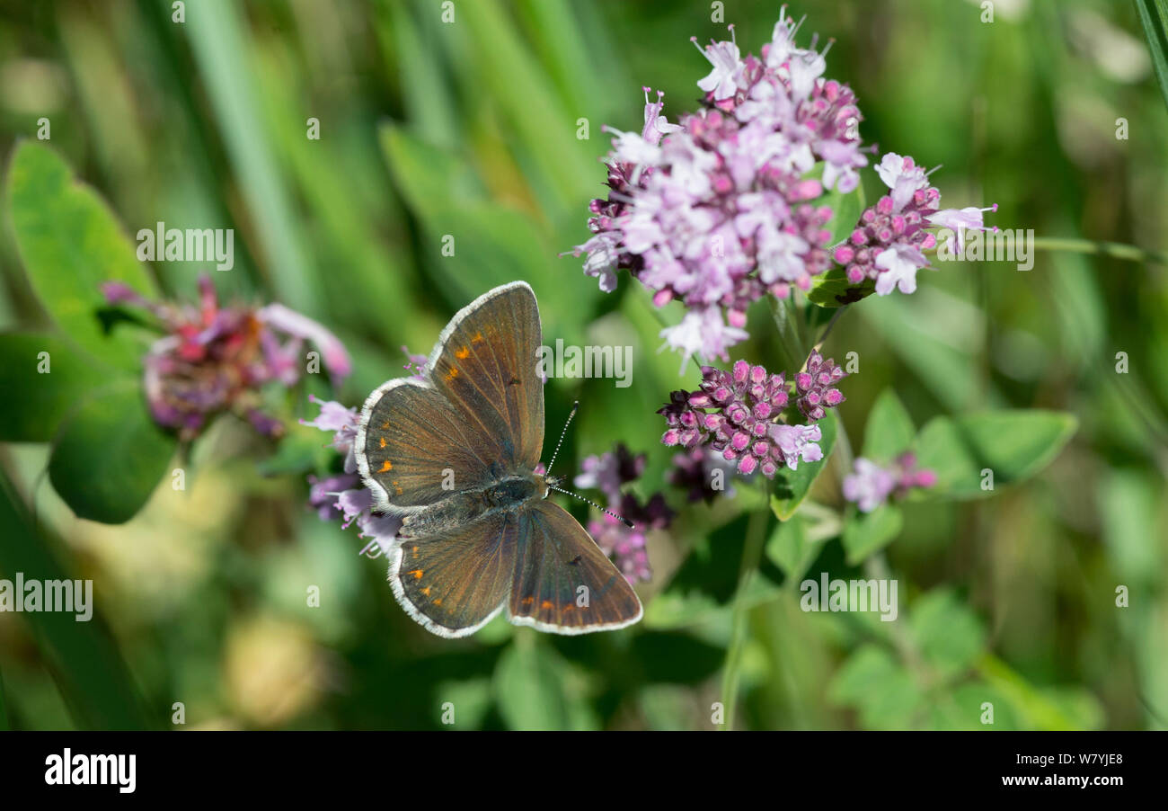 Northern brown argus butterfly (Plebeius artaxerxes) Lemland, Ahvenanmaa / Aland Islands, Finland, July. Stock Photo