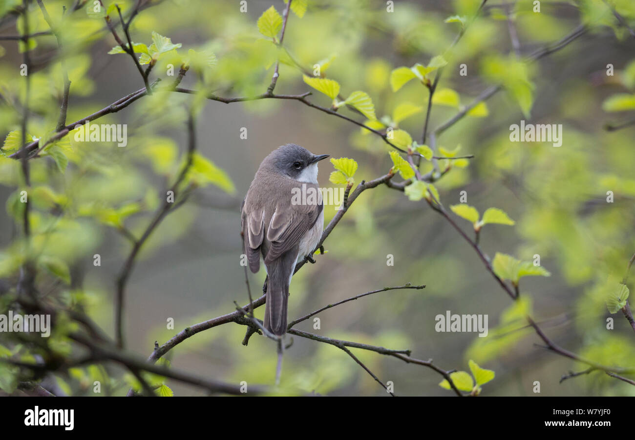 Lesser whitethroat (Sylvia curruca) Uto, Lounais-Finland / South-Western Finland, Finland, May. Stock Photo