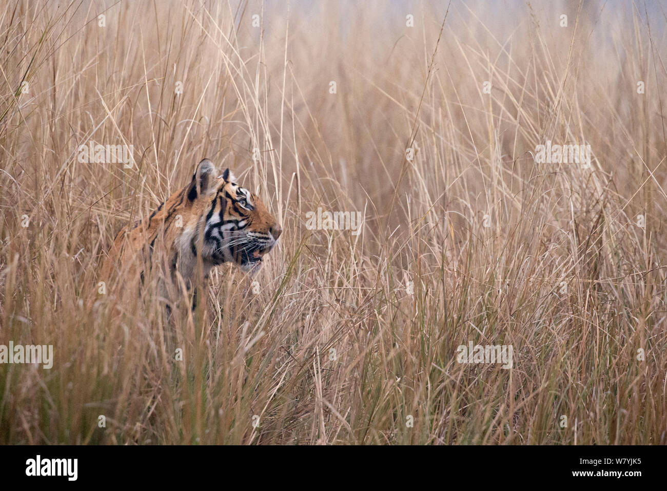 Bengal tiger (Panthera tigris tigris) female &#39;T19 Krishna&#39; stalking in long grass, Ranthambhore National Park, India. Stock Photo