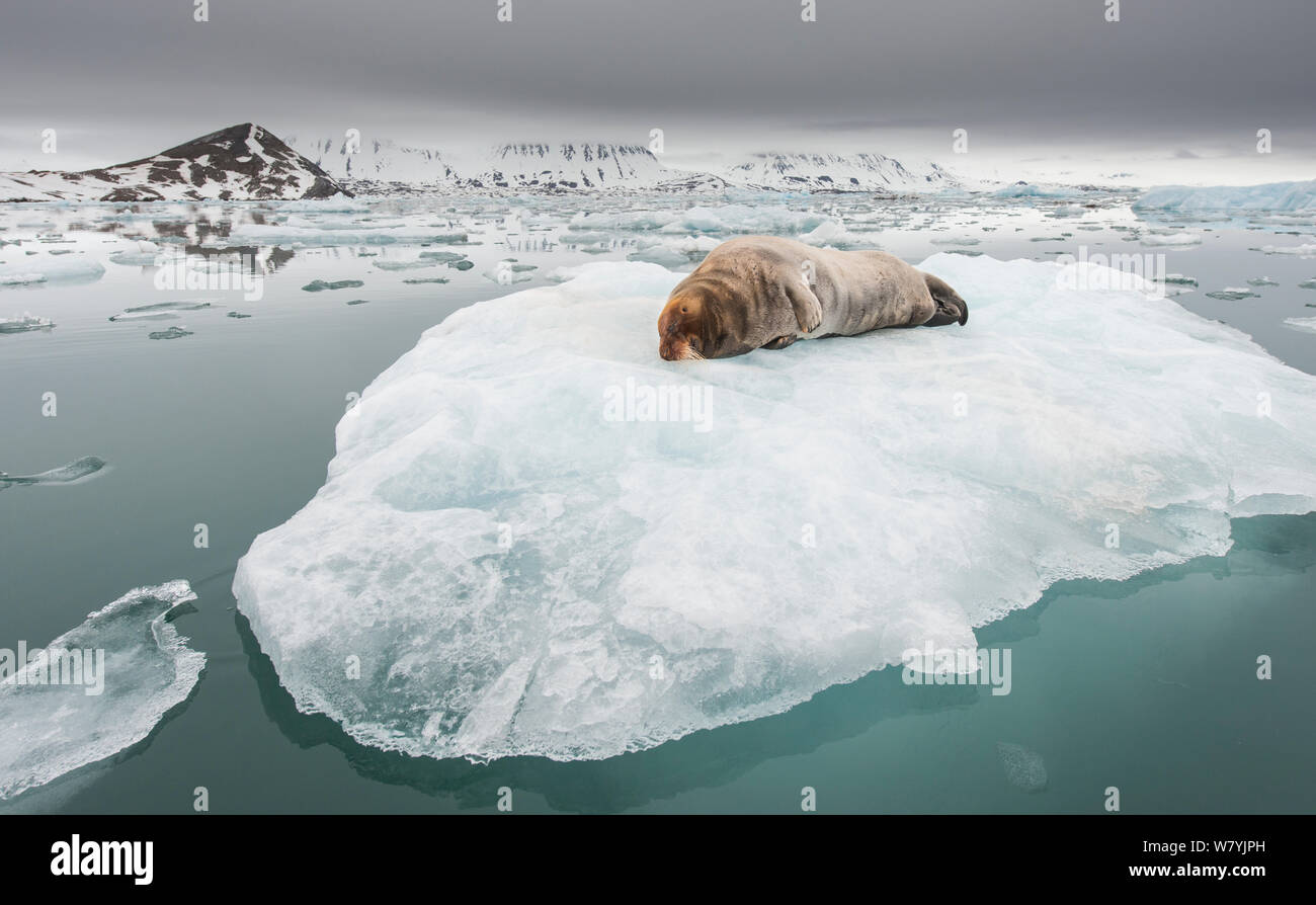 Bearded seal (Erignathus barbatus) hauled out on ice floe, Kongsfjorden, Spitsbergen, Svalbard, Norway, June. Stock Photo