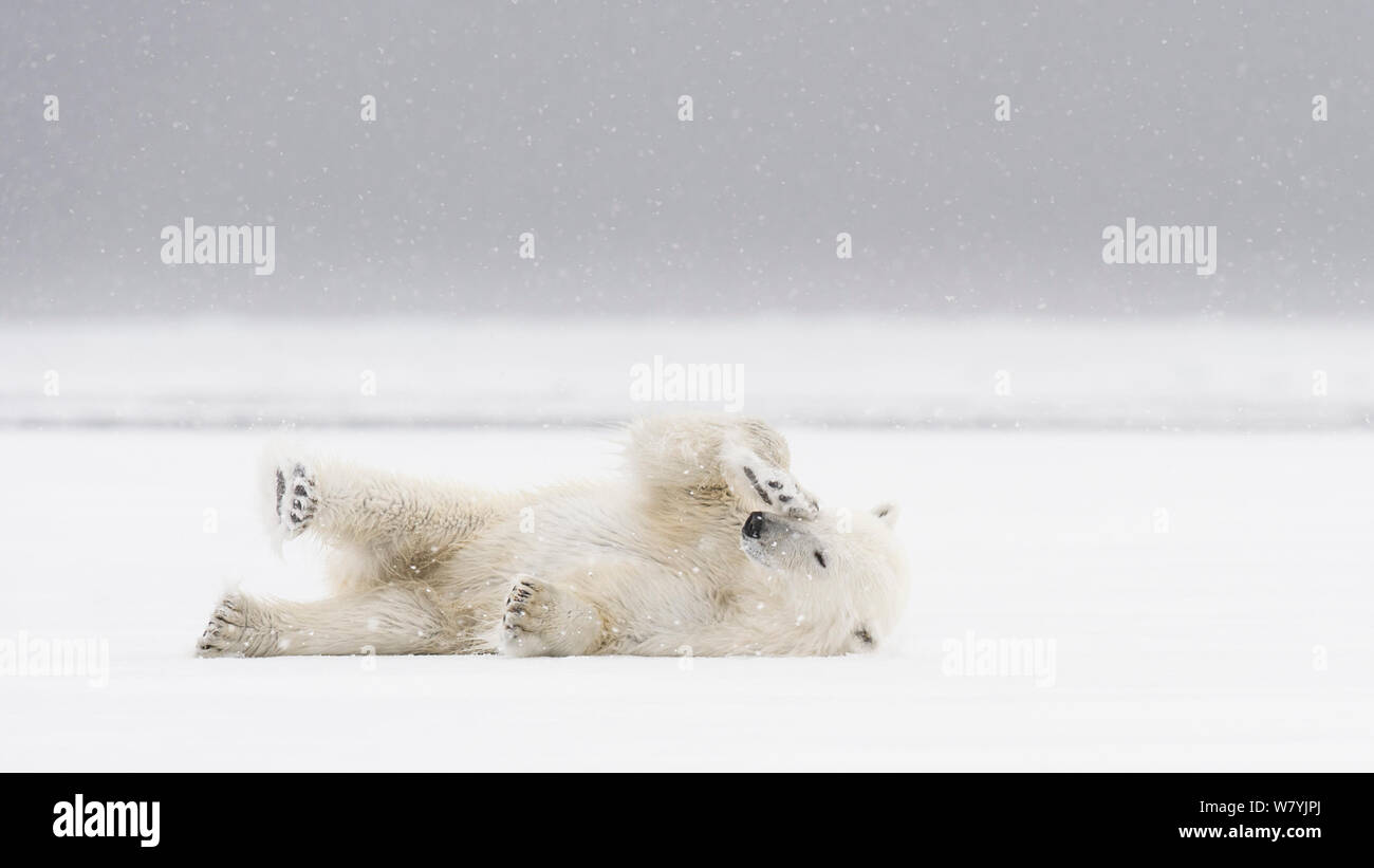 Polar bear (Ursus maritimus) rubbing eye and stretching in spring snow, Svalbard, Norway, June. Stock Photo