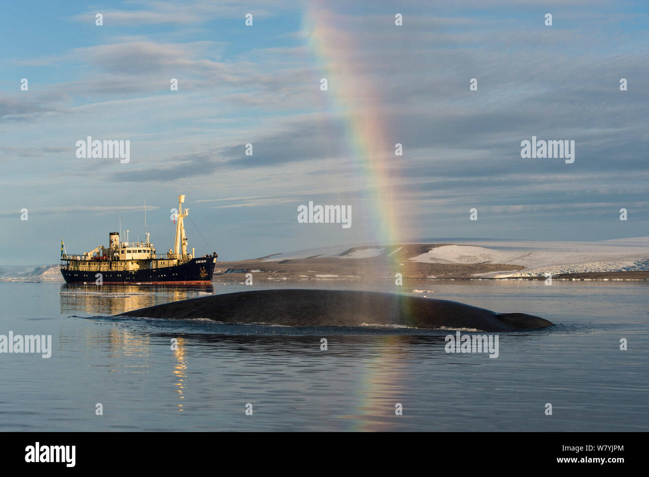 Rainbow forming in breath of Blue whale (Balaenoptera musculus). In background the expedition ship MS Origo carries tourists to the Arctic, Hinlopen, Svalbard, Norway, August. Stock Photo