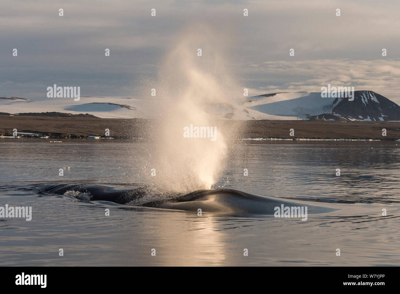 Blue whale (Balaenoptera musculus) blowing, Hinlopen, Svalbard, Norway, August. Stock Photo