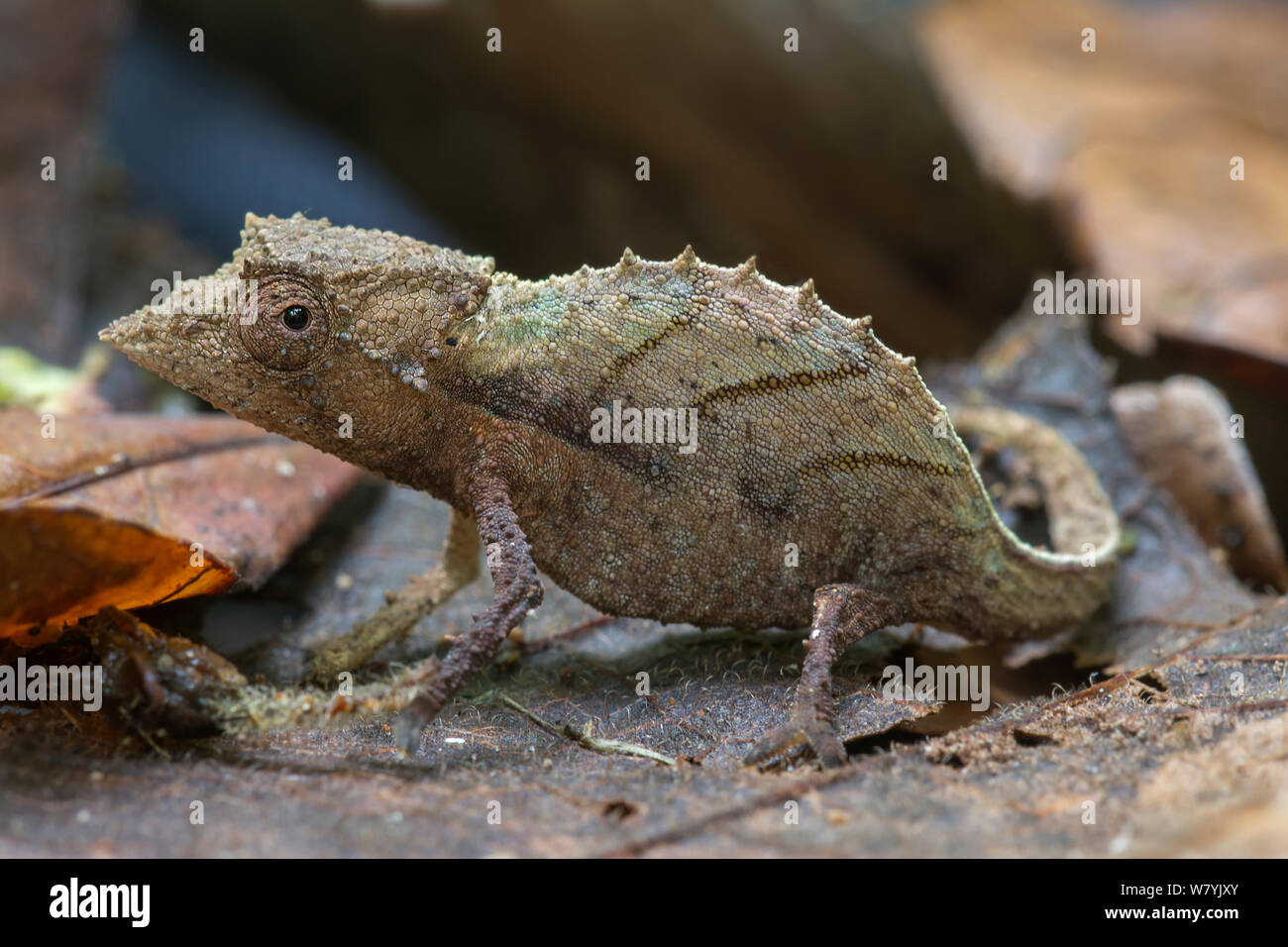 Brown Leaf Chameleon Brookesia Nasus Manombo Special Reserve brown-leaf-chameleon-brookesia-nasus-manombo-special-reserve