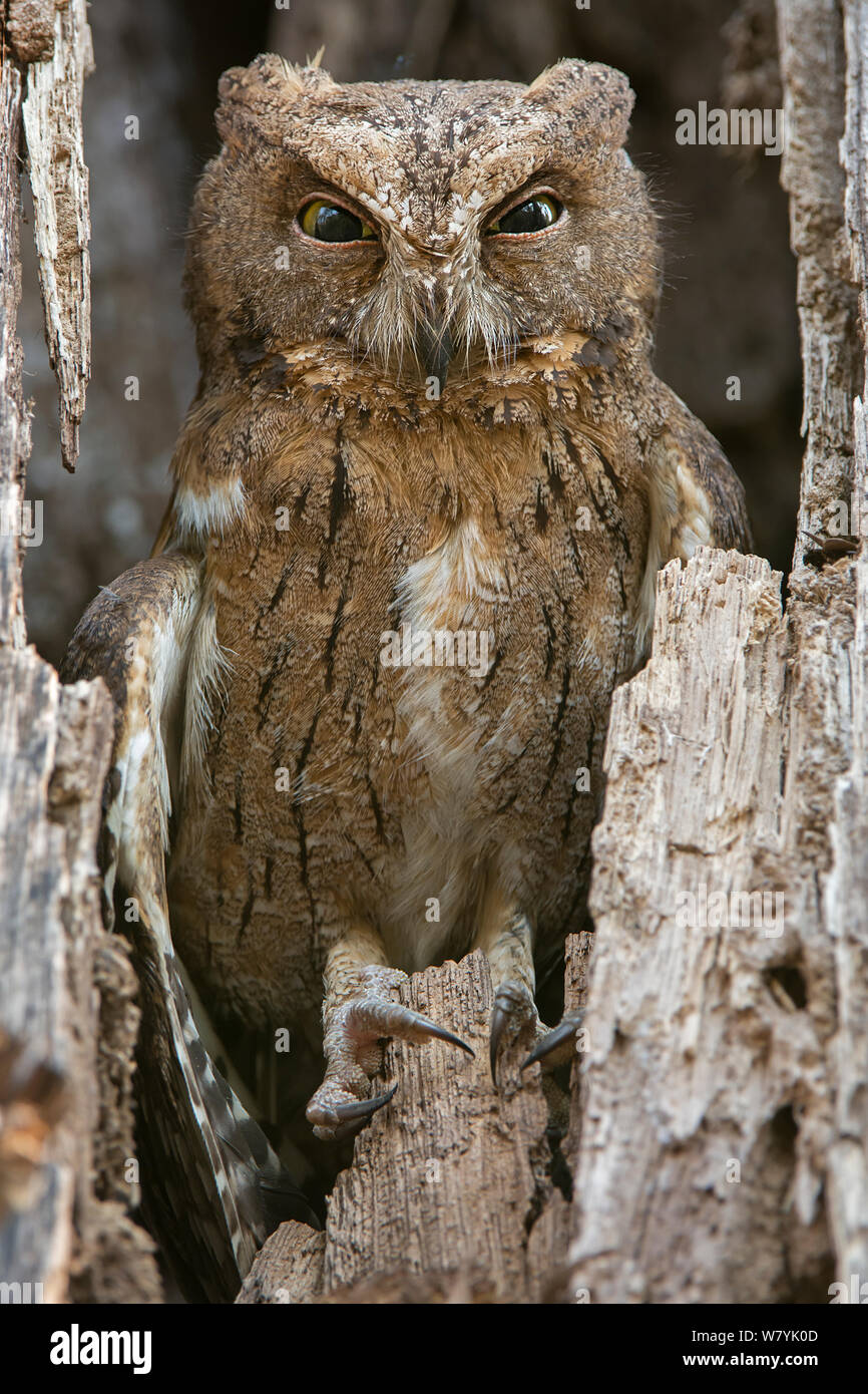Madagascar scops owl (Otus rutilus) in tree cavity, Kirindy Forest, Madagascar. Stock Photo
