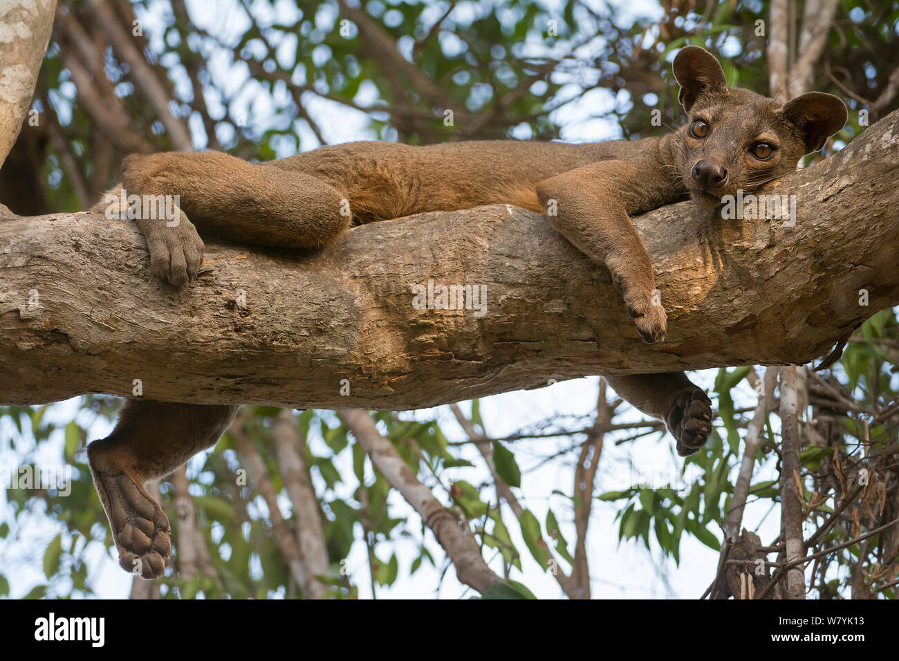 Fosa (Cryptoprocta ferox) male resting on tree, Kirindy Forest, Madagascar. Stock Photo