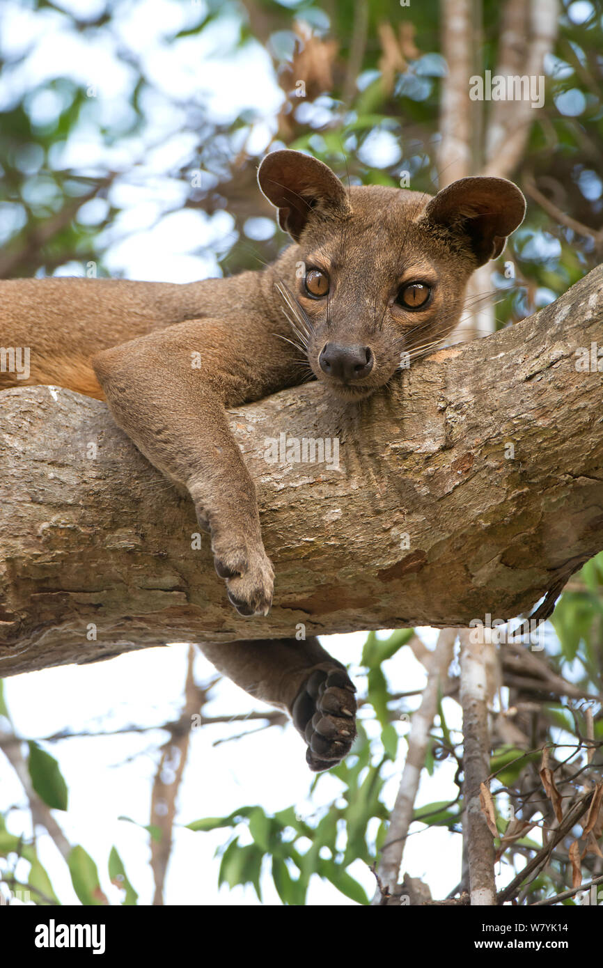 Fosa (Cryptoprocta ferox) male resting on tree, Kirindy Forest, Madagascar. Stock Photo