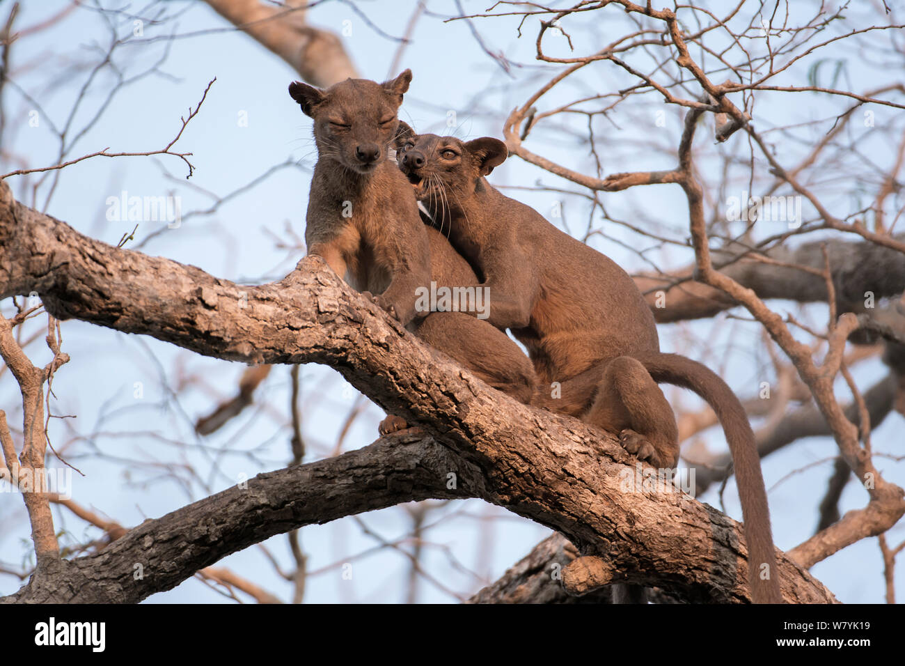 Fosa (Cryptoprocta ferox) mating in tree, Kirindy Forest, Madagascar. Stock Photo